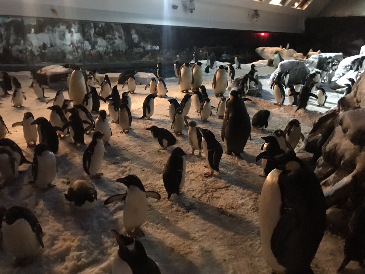APositivePea's tweet photo. Happy #WorldPenguinDay from me and my penguin pals! https://t.co/BeM1DtIgjV