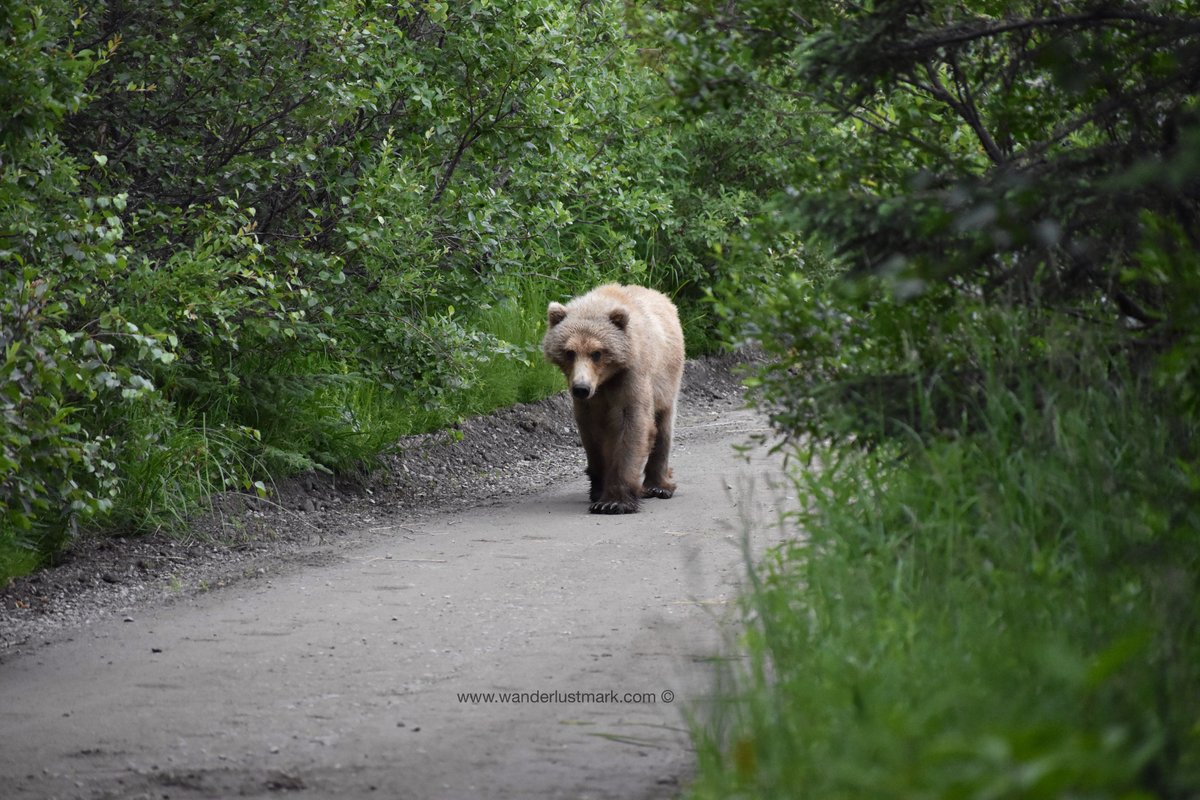 wanderlustmark's tweet photo. It's #ParkRx Day and a day to reflect on how #natureheals. For me, #Alaskabears and #hikingtrails are the kind of therapy I need! And if you put an Alaskan Bear on my hiking trail, well, that's even better! šThe @KatmaiNPS way!
#NationalParkWeek #FindYourPark #safedistance https://t.co/ob3nUDy8Ve