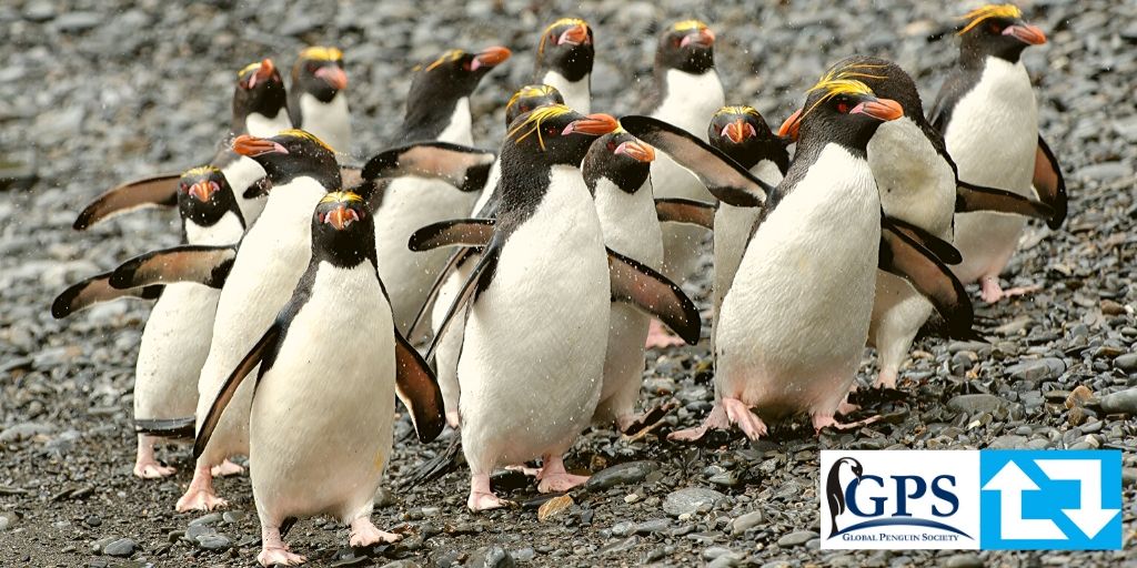Happy #WorldPenguinDay. Our mission: To protect #penguins through science, habitat management and education. globalpenguinsociety.org