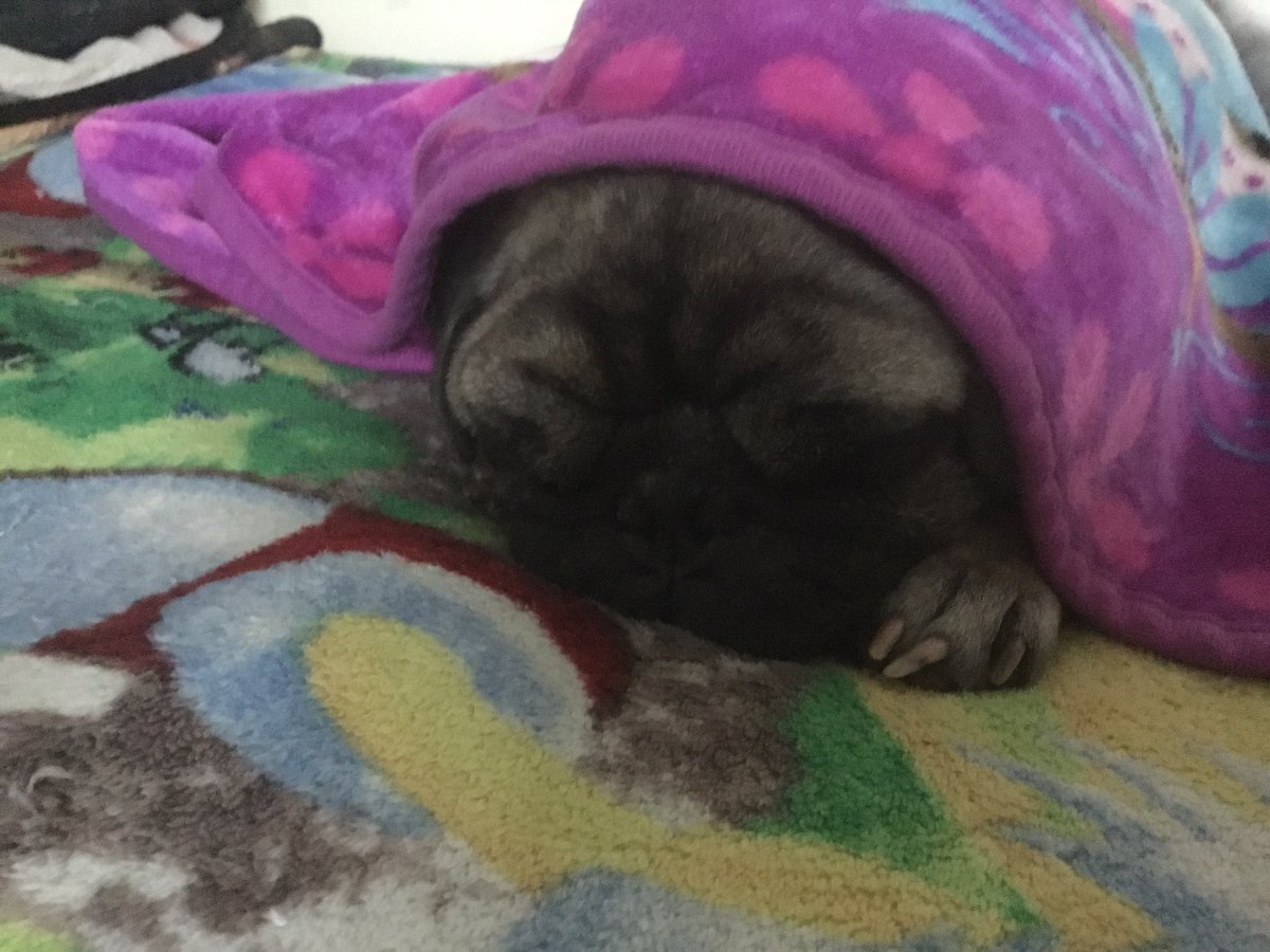 ShadowX1200's tweet photo. Frankie loves snuggling his blanket 💕 Love him so much ( ´ ▽ ` ) https://t.co/LRKE0pulTb