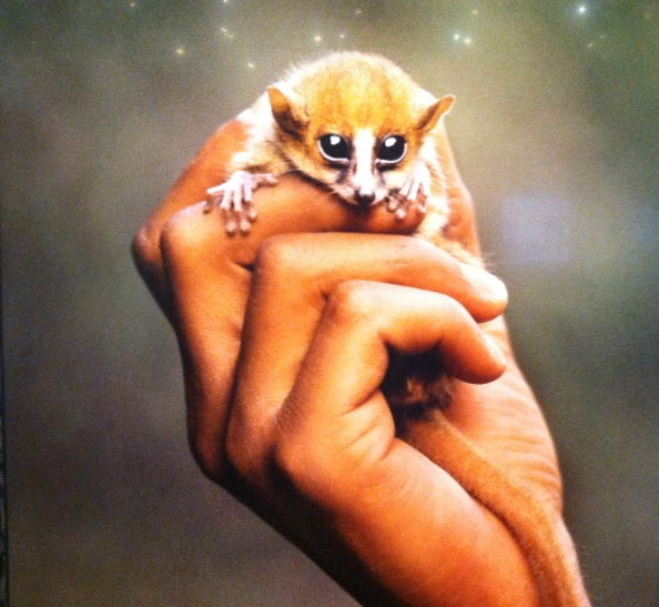 digital_flint's tweet photo. NMNH – Smithsonian Museums. Photography: Mouse Lemur – Madagascar, 1986 https://t.co/6IJRbIs45M https://t.co/Cte9jGxbu4