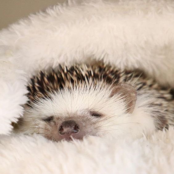 timothée chalamet as hedgehogs : a short thread 