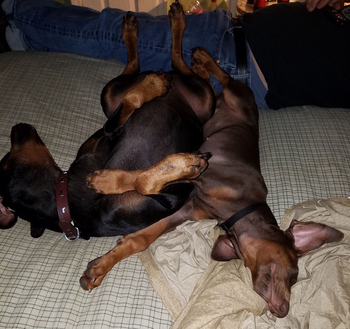 djthmps4's tweet photo. @DobergirlCleo + @LittleManMax 2 yrs ago &amp; 2day.

#TheBoneCollector #LittleManMax #TheMaxFactor #GentleGiant #CleoLongLegs #QueenCleopatra #Sissy #AGirlAndHerDobermans #ItsAllAboutTheDobermans #Dobernation #DobermanInfinity #DogsOfSocialMedia  #DogCelebration #BeautifulVelvetEars https://t.co/gjSnd3L3T3