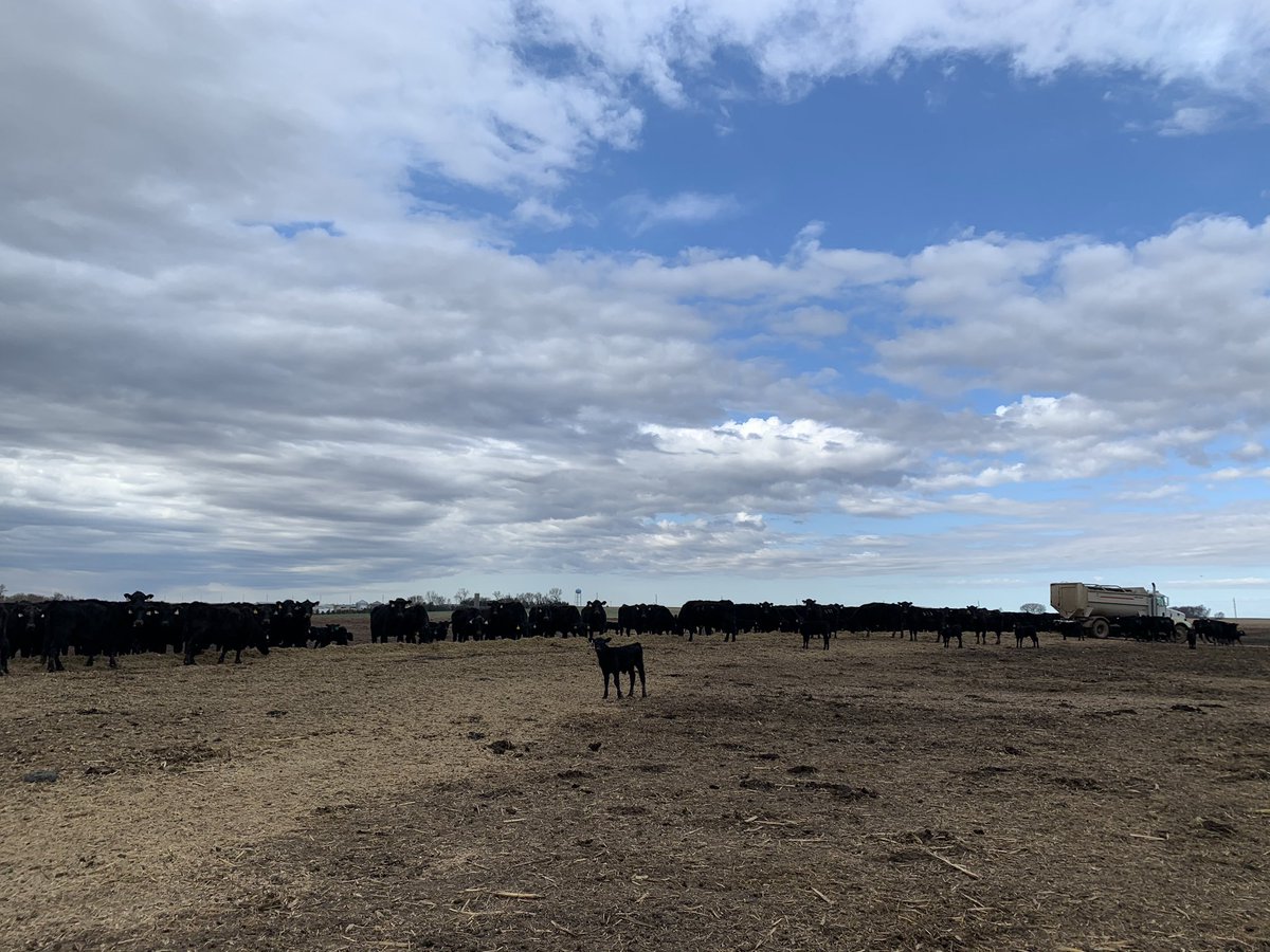 BriannaBuseman's tweet photo. 1200+ miles later and it’s good to be back in God’s country...aka SE South Dakota #BusemanAngus https://t.co/TitCPPYZZK