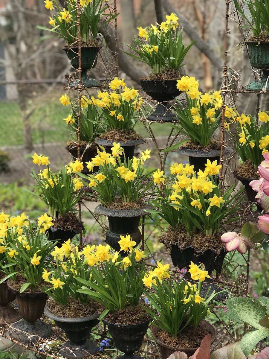 Sharing some sunshine from our garden thanks to the extended cooler temperatures over the past few weeks