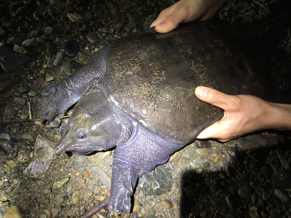 JenASheridan's tweet photo. Is #SoftshellSaturday a thing? With #fieldwork everywhere on pause, I’m missing the forest and everything in it, like this huge guy from #Danum... #turtles #herps @TropicalBiology https://t.co/VuTslLESyD