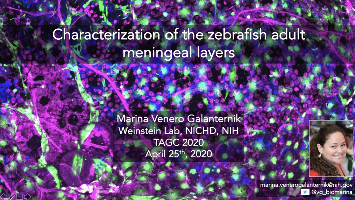 BalintZKacsoh's tweet photo. @vg_biomarina with the most stunning #zfish20 talk of the day at #TAGC20 seriously spectacular work across so many different techniques! https://t.co/T0OMRzD2wF