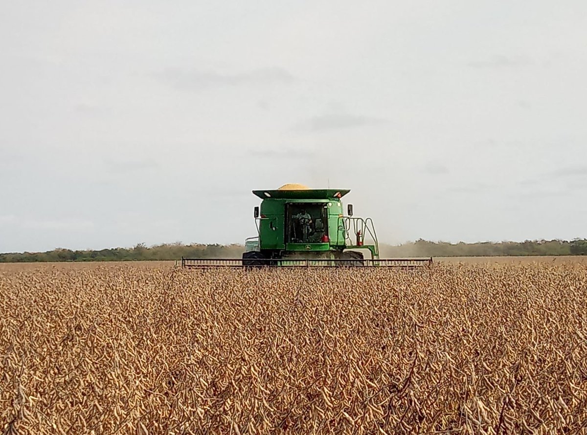 Este viernes cosechamos AW 5815 IPRO en campo demostrativo de Asociación Agro-pecuaria de Dolores. Rindió más de 4500 kgs la hectárea. Empuja en los buenos ambientes !! <a href="/agroterrauy/">agroterrauy</a> <a href="/ORG1980/">Gonzalo Reynoso</a> <a href="/mateo_peluffo/">Mateo Peluffo</a> <a href="/OscarRodriEt/">Oscar Rodriguez Etchichuri</a> <a href="/FabianBerton/">Fabián Bertón</a>