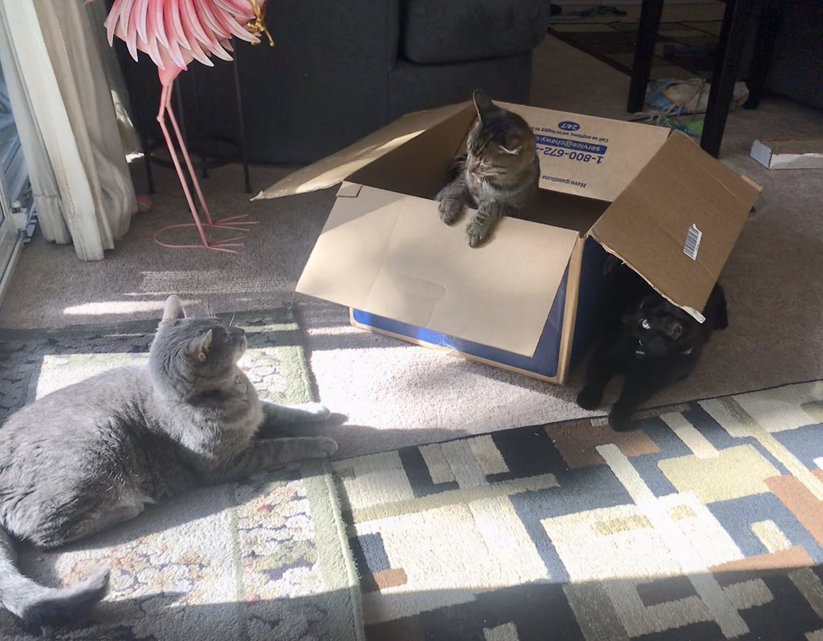 PilatesKat's tweet photo. Hey, @Chewy Thanks for this great cat toy.  My kitties have been playing in, on and around it for days! PS, They loved the food that came in it, too! #Caturday #catsandboxes #CatsOfTheQuarantine #CatsOfTwitter #adoptdontshop https://t.co/AxzuWi2TvG