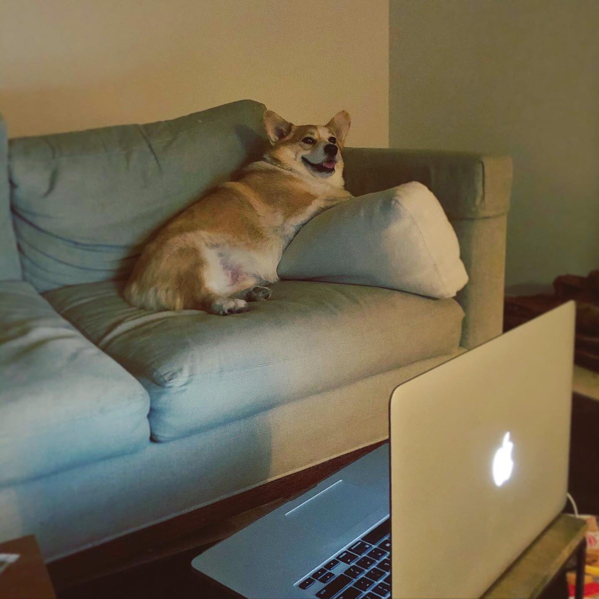 itsboobam's tweet photo. nah no walk today, thanks 🥔#couchpotato #corgipotato https://t.co/YZ5QCmhfIh