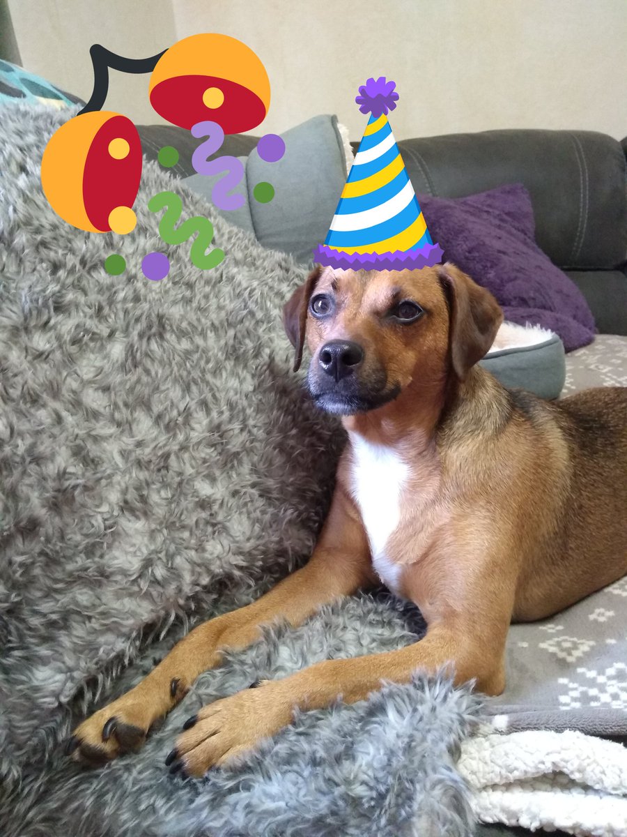 OABDRgang's tweet photo. Happy Birthday to our Mum love from Arthur, Benji, Daisy &amp; Rupert ❤️😽🐶🐶😽❤️ #QuarantineBirthday 🎊🎉🎊🎉🎊
#BengalCat #JackRussell #RescueDog #SiameseCat #OABDRgang https://t.co/8BNaBxubwG