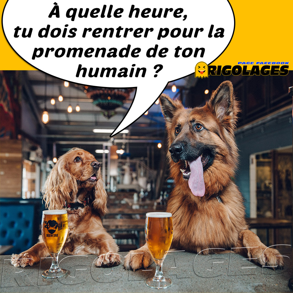 Rigolages Humour Rigolages Chien Apero Aperonavirus Biere Promenade Confinement T Co Pr1piimq2v Twitter