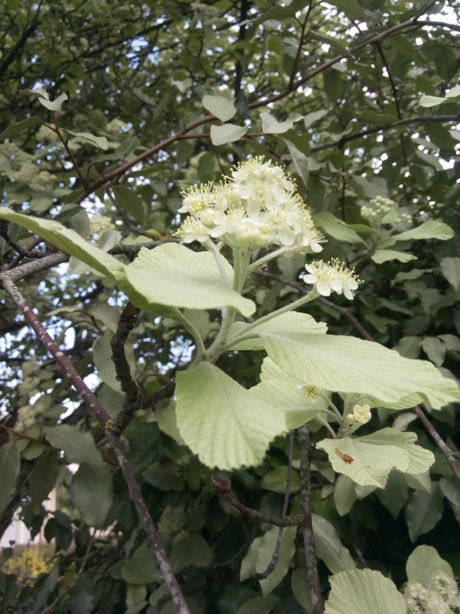 Neflier, pivoine, tulipe, sorbus