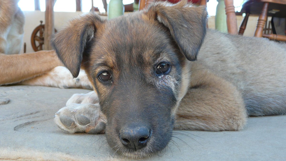 catchintalesbg's tweet photo. The Guinness Book of Records lists the Honey Badger as the 'most fearless animal in the world'.
.
Meet Taylor, who won't give the honey badgers a chance to defend their record! Don't let the cuteness fool you 😂😉
.
@StreetHeartsBG #adoptdontshop #RescueDogs #fearless #puppylife https://t.co/j9IKuy7zVK