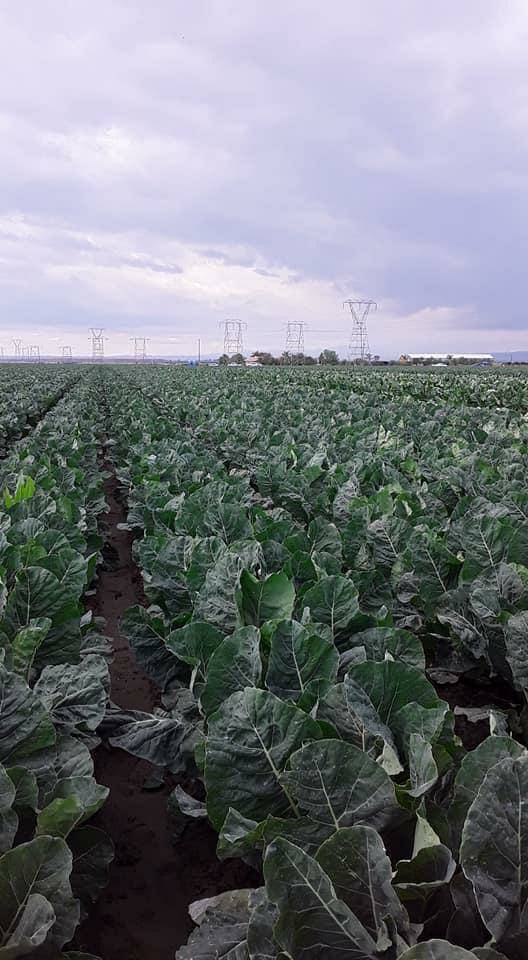 UFWupdates's tweet photo. The cabbage in Oxnard, CA is ready for harvest! Thank you Cecilio and other #esentialworkers for your commitment to feeding our country during #Covid19. The UFW works with growers throughout the US to protect the health and fair wages of workers, such as Cecilio. #WeFeedYou https://t.co/2qqrP6wgIp