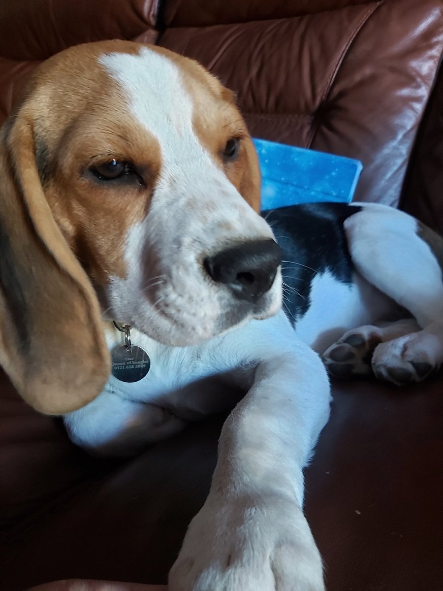 StarTheBeagle's tweet photo. Just woken from my post dinner nap xx
#pupdate #beagle #dogsoftwitter #cute https://t.co/79x9KIeVaF