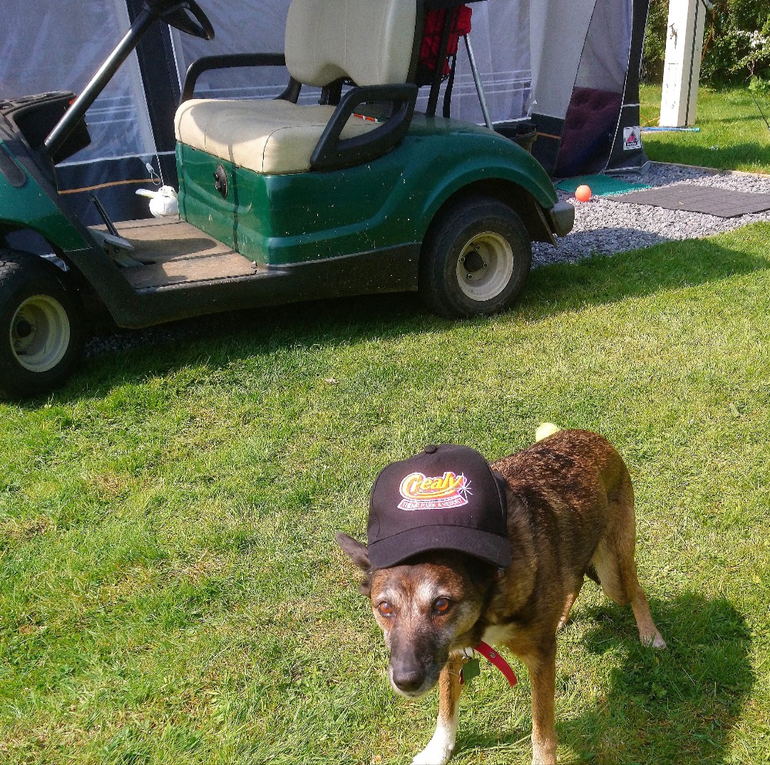 GypsySoulsTour's tweet photo. Summer 🐶.... The Crealy warden dog earning her keep xx https://t.co/Rurfq8EHIX