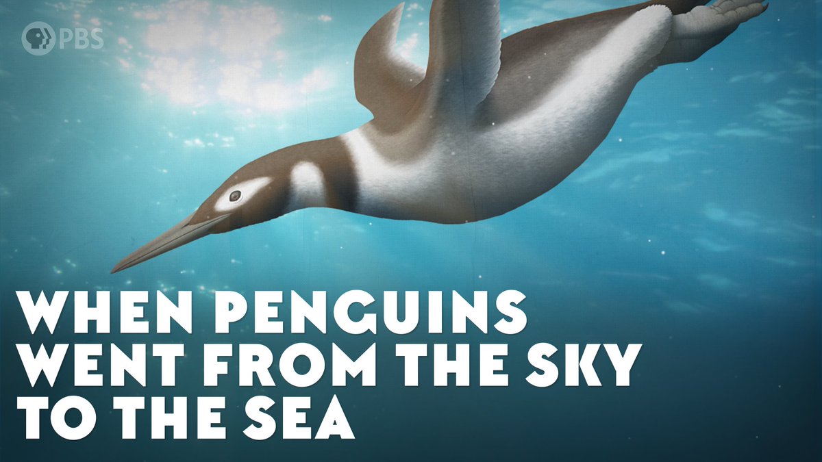 To learn more about penguins see our "When Penguins Went From the Sky to the Sea" video! 