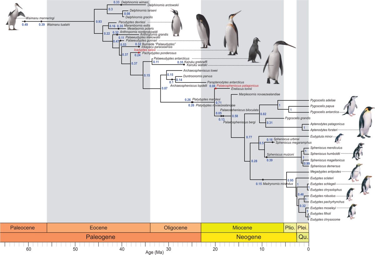 The closest living relatives of the penguins are the Procellariiformes, which includes albatrosses, petrels, and storm petrels. And they all fly.