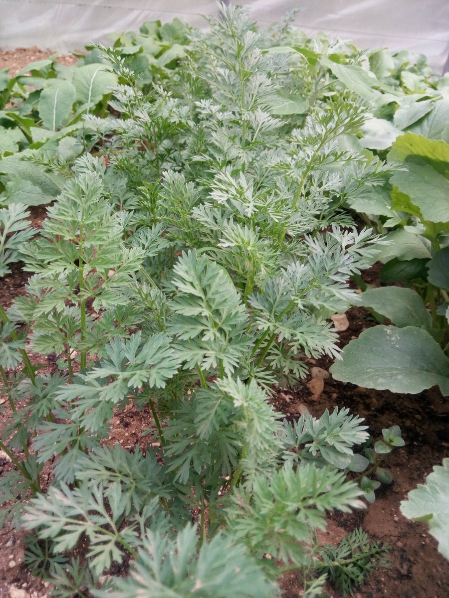 Côté maraîchage ça bouge aussi. Betterave, pomme de terre, navet, carotte.