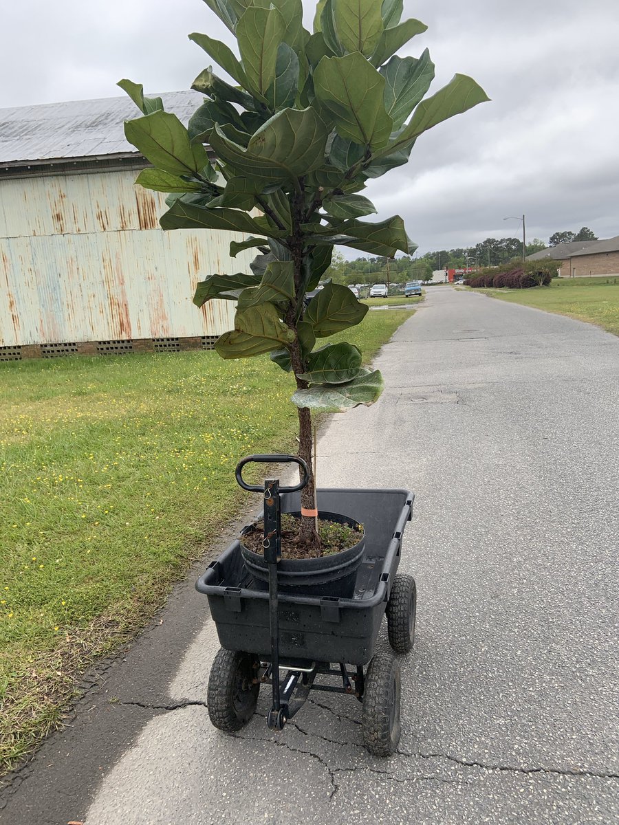 StevenYoungRea1's tweet photo. When the wife wants a 🌿Fiddle Leaf Fig Tree 🌳, you get creative 😂

Thank you 🙏 The Plant Park, Whitney loves it.

#SupportLocal #StayBusy #Home #RealEstate #NorthCarolina #Family #REALTOR #Plants #ElizabethCityNC #Buy #Sale #Invest #HousePlant #plantbased #day30oflockdown https://t.co/a1xIQwbZXv