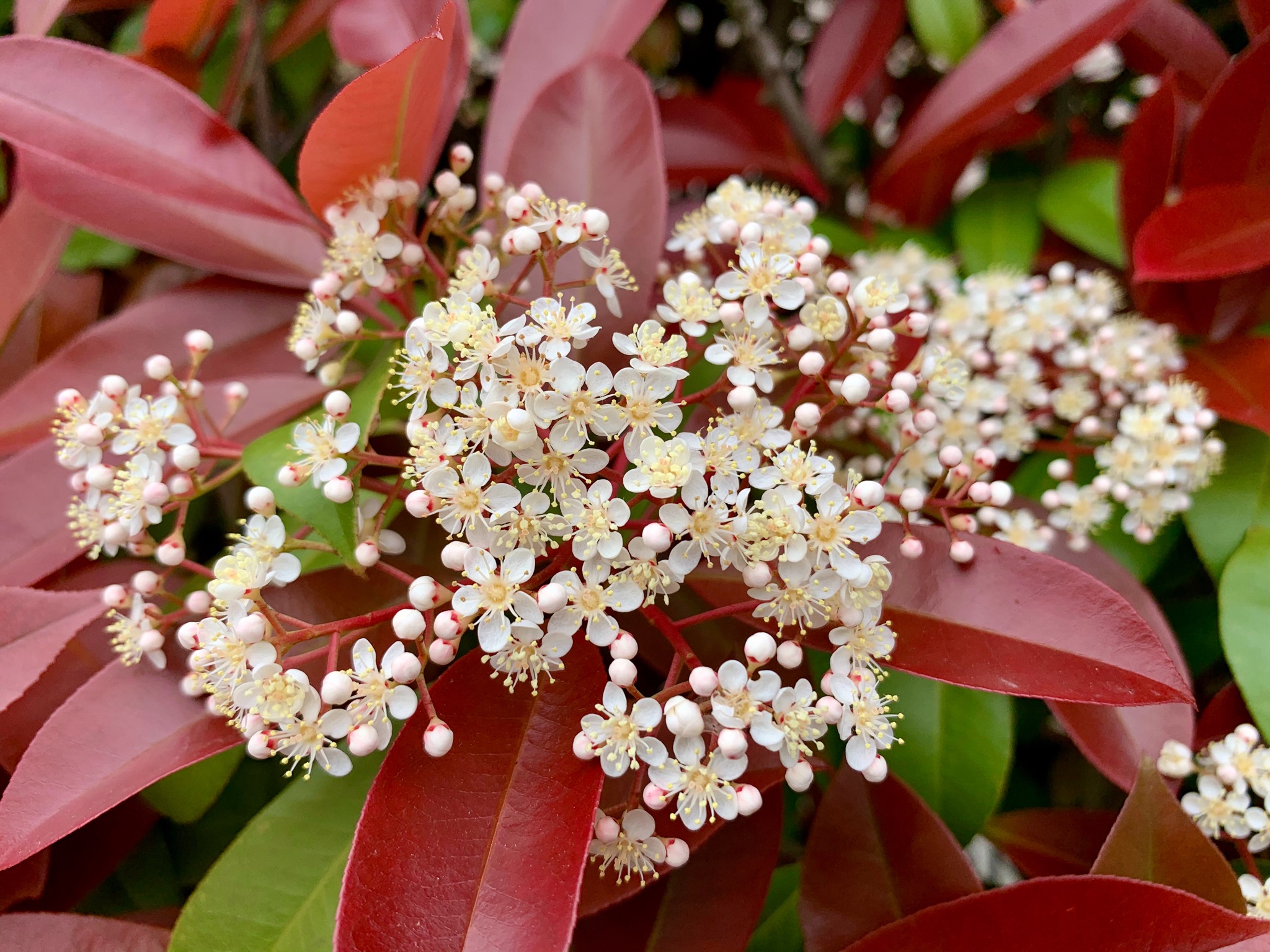 Cloudsailor 星羅の一日一花 ベニカナメモチ 紅要黐 の花 別名カナメモチ 要黐 アカメモチ 赤芽黐 新芽の頃アントシアニンという成分で葉が赤くなる 生垣に白い花が咲いていた バラ科カナメモチ属 Red Tip Red Top Photinia Photinia