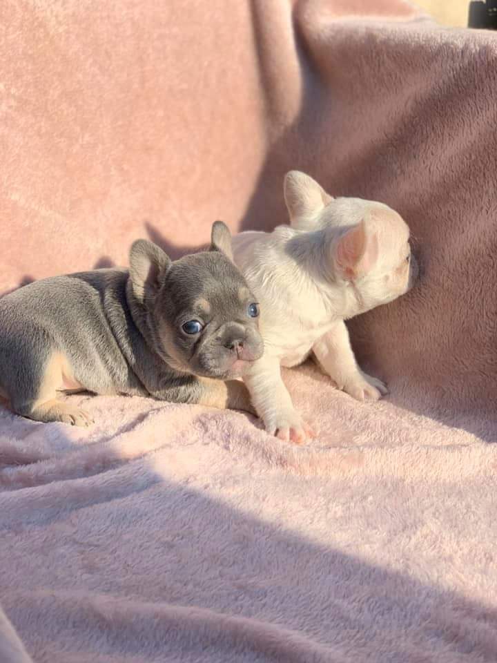 French Bulldog Puppies For Sale Near Me Frenchnear Twitter
