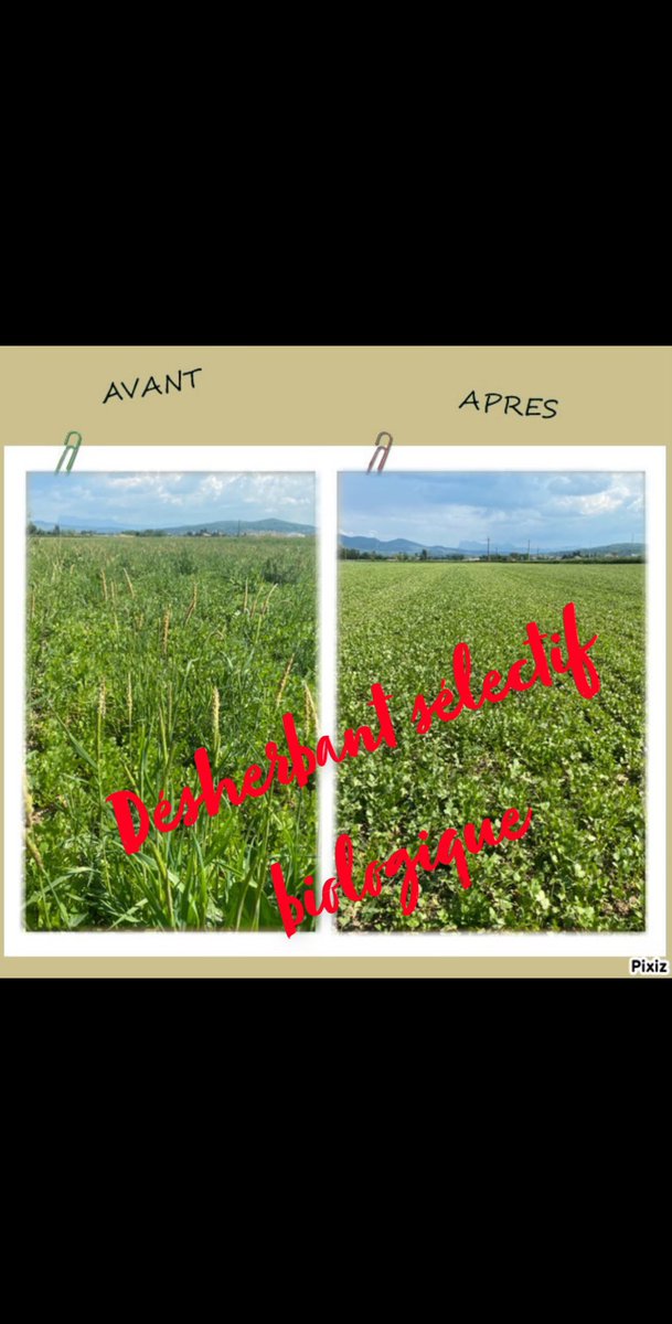 gaelblard's tweet image. Je vous présente quand même un #desherbant #biologique #selectif 100% naturel 👍👍👍 =&amp;gt; youtu.be/obp2HjcoQxo