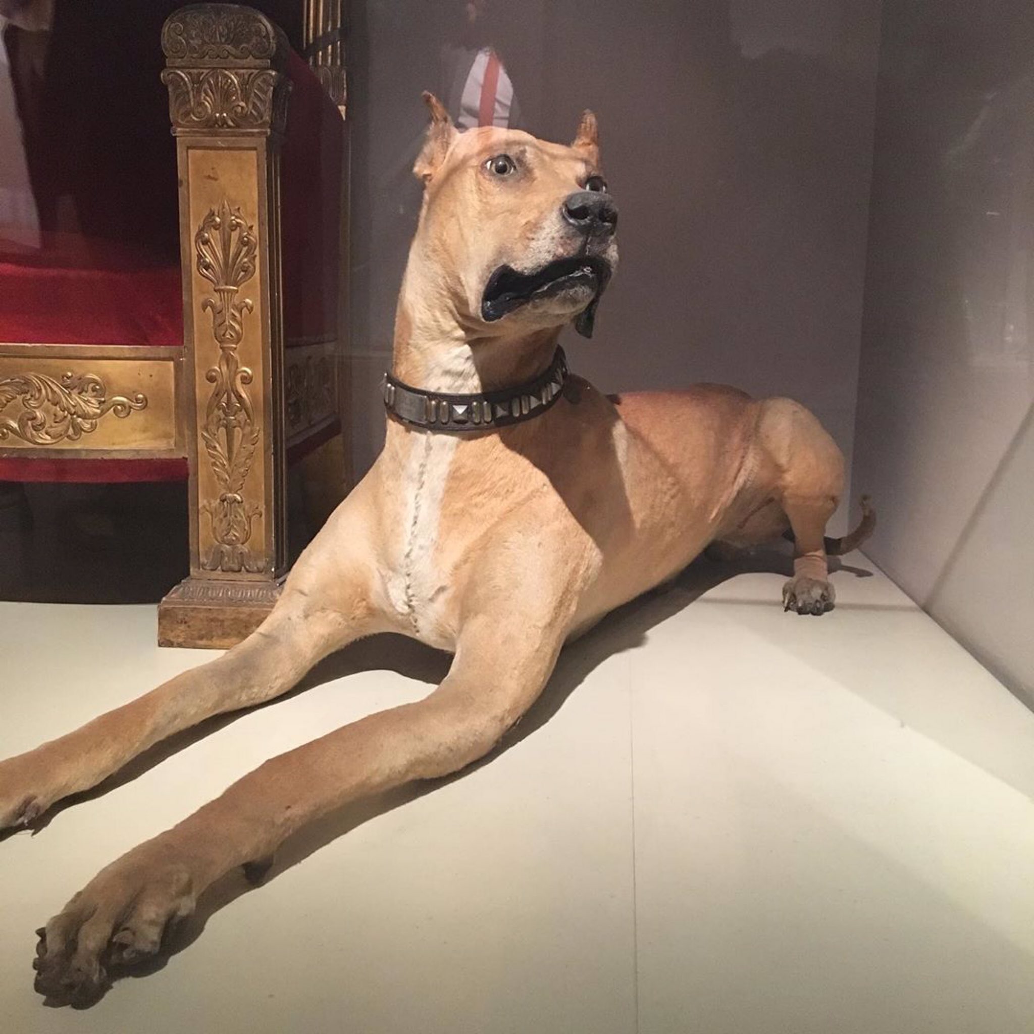 Patrimonio_cl på Twitter: «Ulk (1932-1942) era el nombre del perro gran danés que tuvo el presidente chileno Arturo Alessandri Palma durante su segundo gobierno (1932-1938). Al fallecer fue embalsamado y su cuerpo