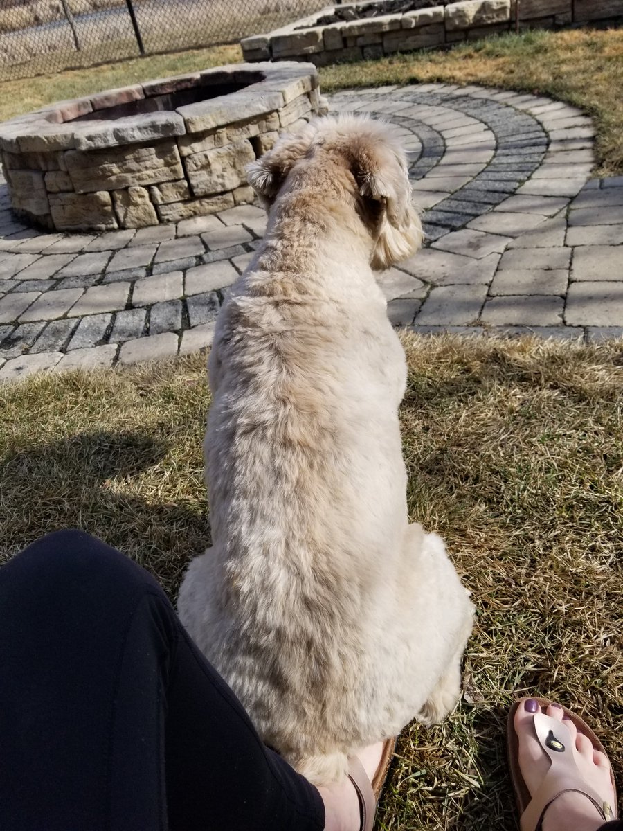WheatenMaggie's tweet photo. I think this is the perfect place to sit, mum. Me bum is nice and dry! #Spring #WetGrass #DryBum #dogsoftwitter #dogs #wheatenterrier #scwt https://t.co/gdnvI06gaT