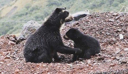 AVAstudillo's tweet photo. Ecuador 🇪🇨 tierra de osos.
Ojalá supiera quién tomó estas fotografías para darle el crédito respectivo. 
🐻🇪🇨

1️⃣ Mami, no cruces, por favor.
2️⃣ Tranquilo, pequeño. La cuarentena sigue. 
Nadie nos hará daño...
3️⃣ Miren, la casa esta en paz.
4️⃣ Ojalá nunca cambie. https://t.co/RrG5Id1FDt