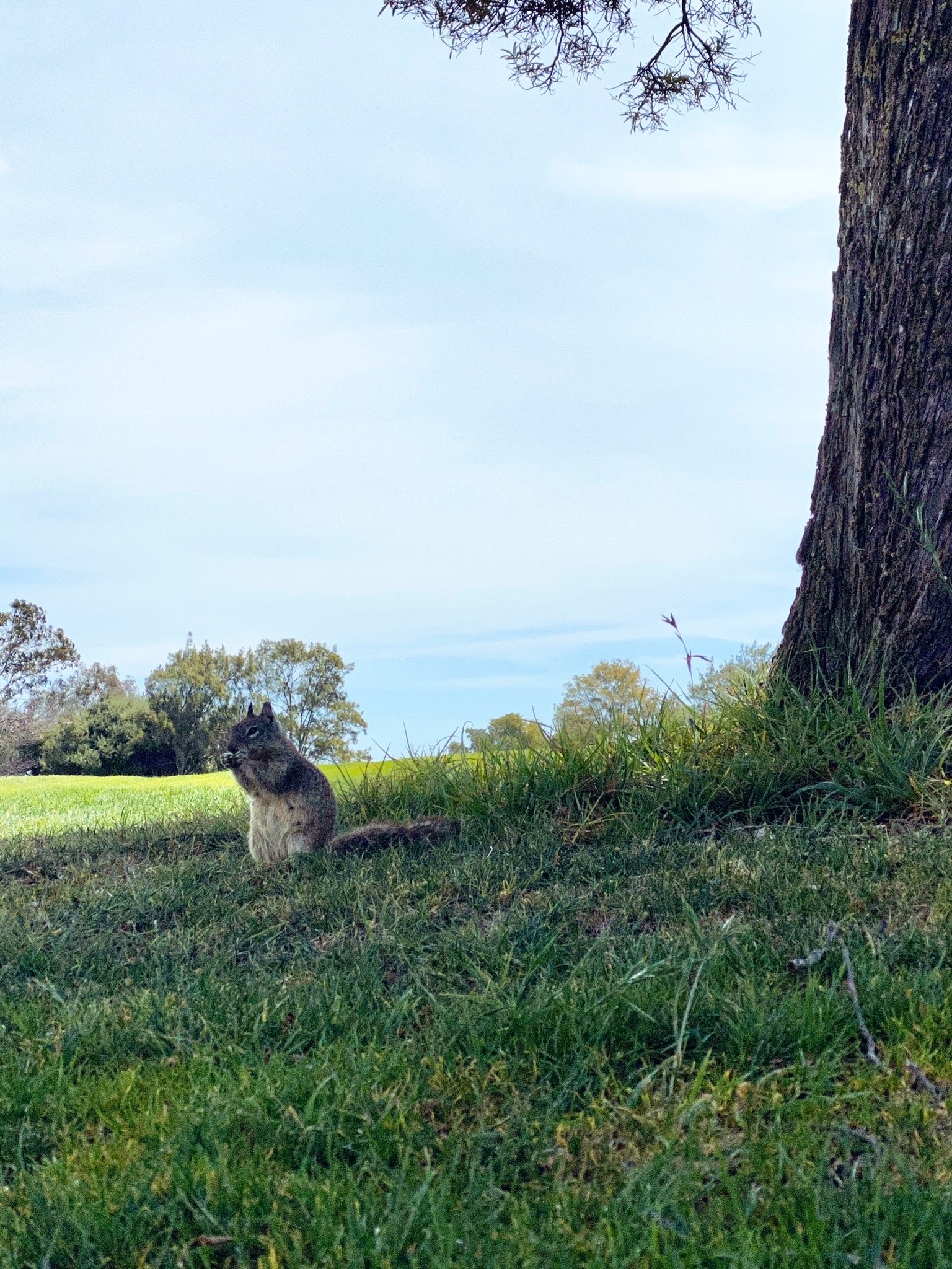 Elise Graves on Twitter: "Super warm bike ride today with some squirrel