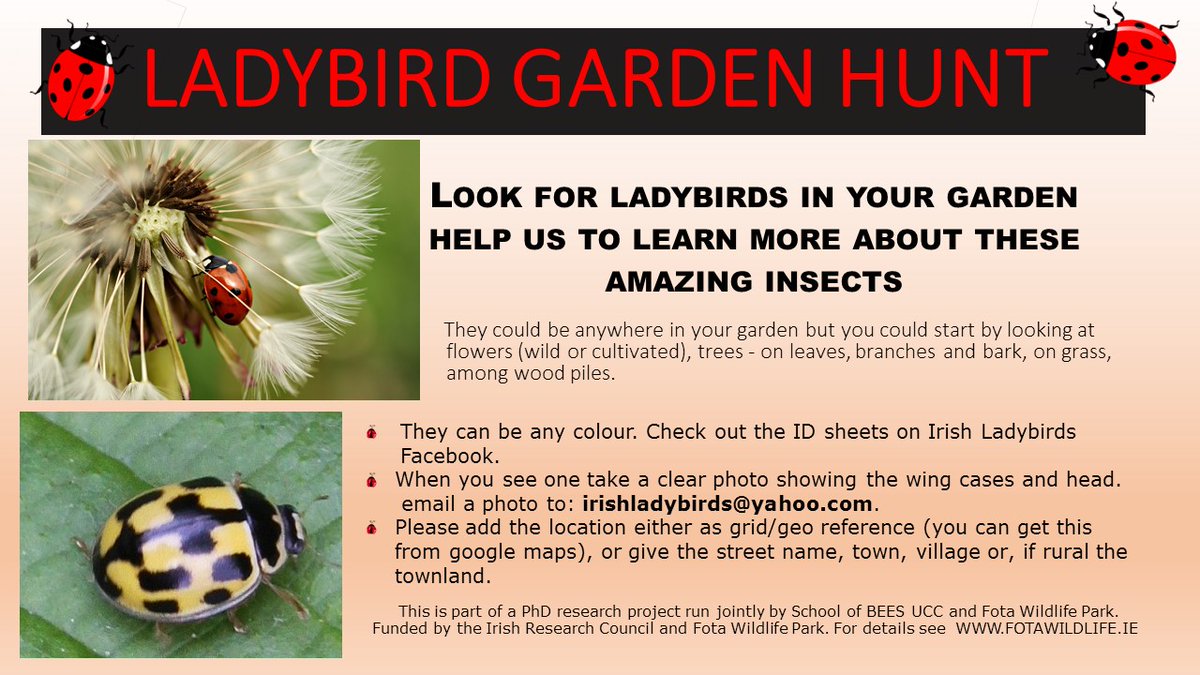 Help needed looking for ladybirds <a href="/UCC/">UCC Ireland</a> @uccBEES <a href="/CorkHealthyCity/">Cork Healthy Cities</a>  <a href="/fotawildlife/">Fota Wildlife Park</a> <a href="/corkindo/">Cork Independent</a> <a href="/irishexaminer/">Irish Examiner</a>  <a href="/IrishTimes/">The Irish Times</a>