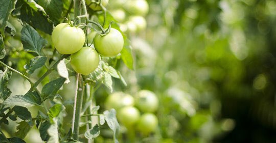 Fruit &amp; vegetable farmers are some of the many individuals affected by COVID-19. Matt Shipman, Research Communications Lead for <a href="/NCState/">NC State University</a>, &amp; Chris Gunter, Professor of Horticulture Science, answer questions in the article. #NCStrong #EatLocal #NCAgriculture bit.ly/3eNRn7l