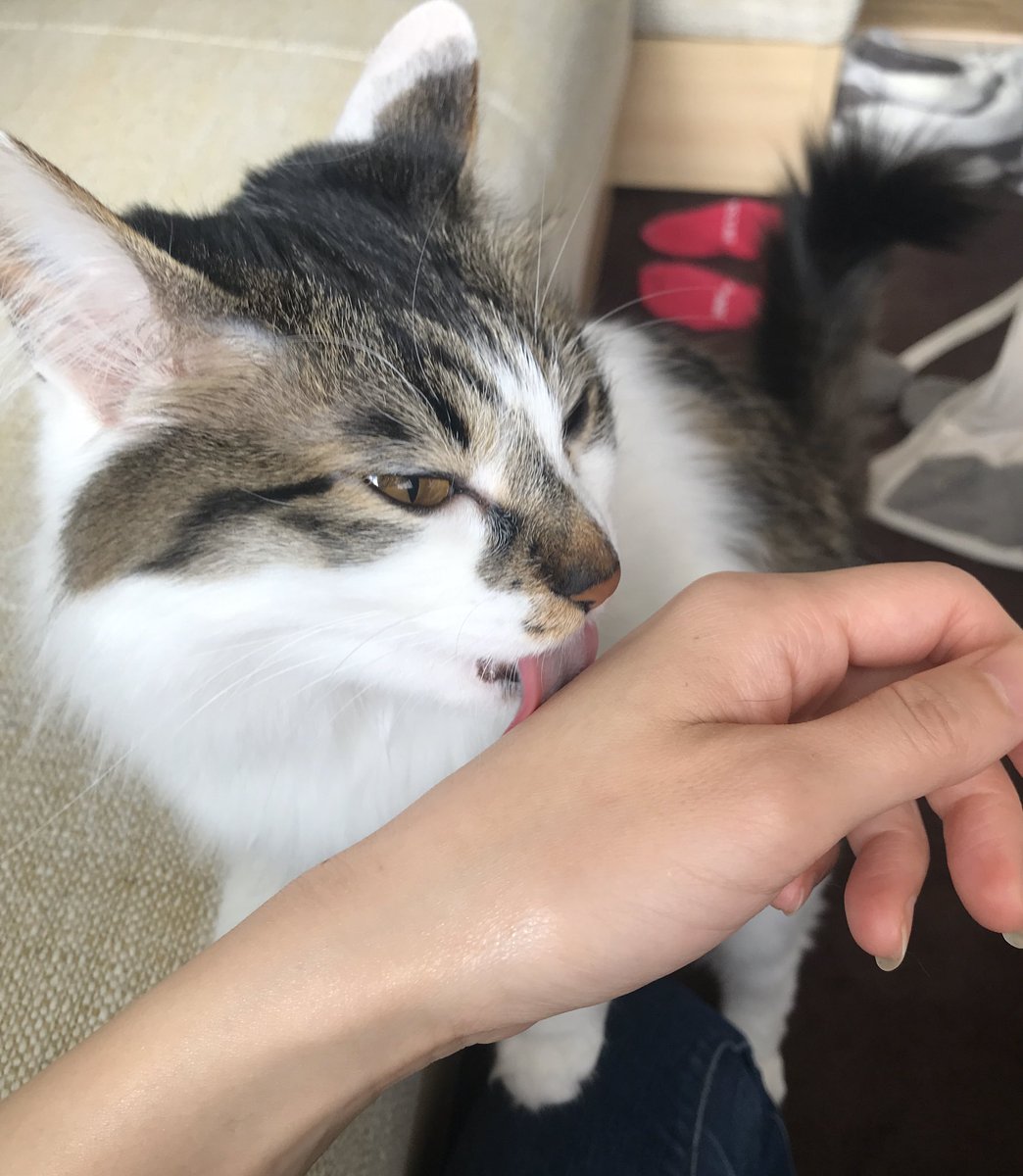綺麗好き 綺麗好き