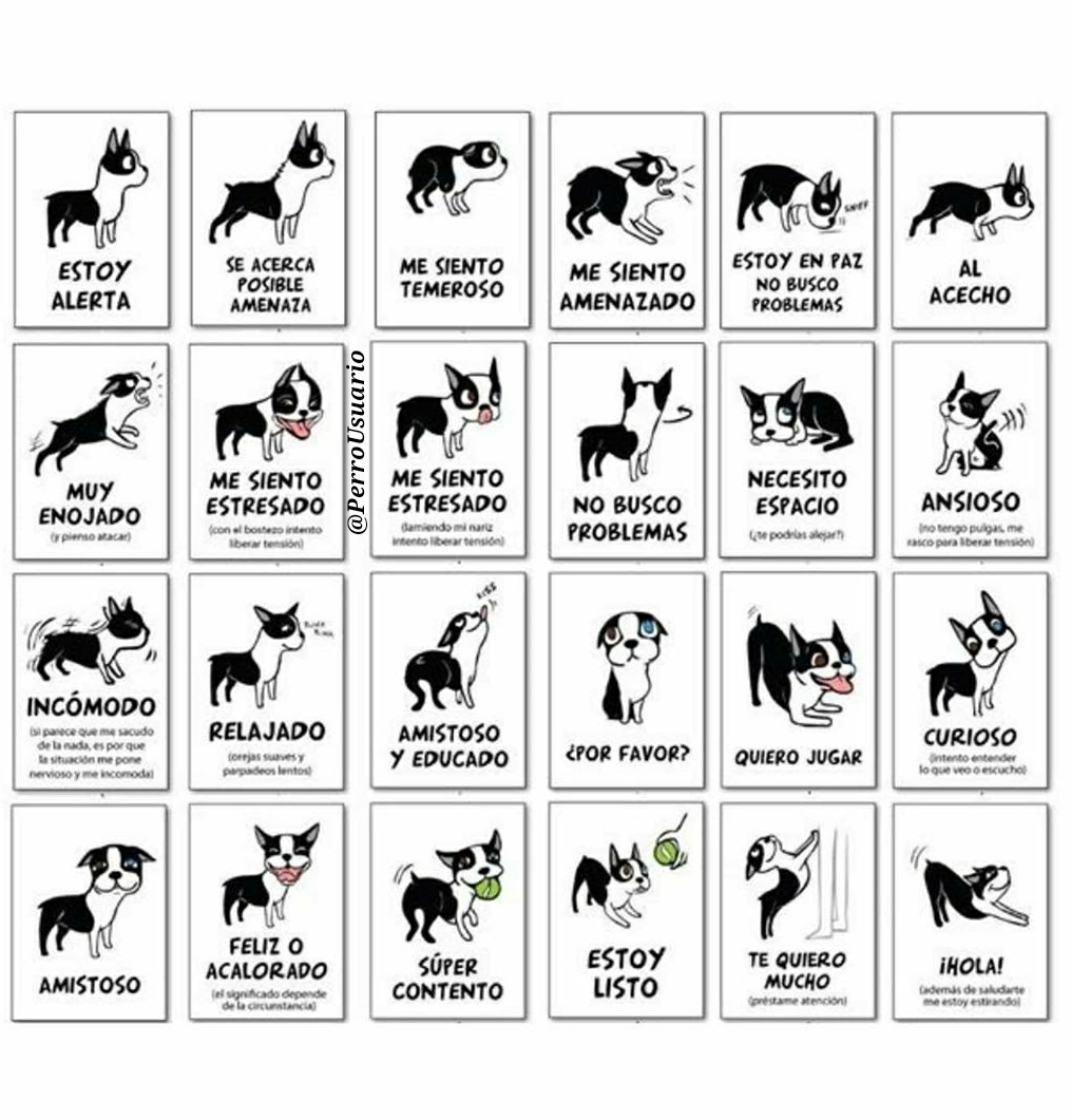 PerroUsuario Wof '•' tweet media