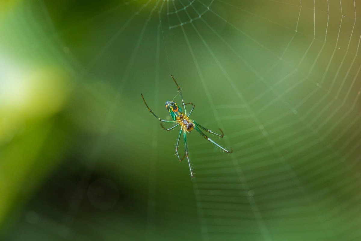La naturaleza está tejiendo un mundo para nuestros niños y niñas, un mundo para nuestro futuro. #diadelaninez
