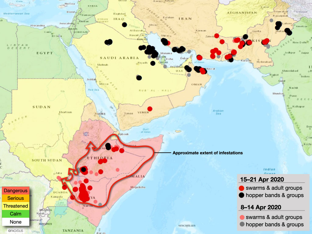 Indian govt preparing for a “two-front war”— Corona & and another to ensure food security — in anticipation of mega locust attack on farms across Gangetic plain this summer. Locusts usually stop at western desert & this would be unthinkable but so is 2020  https://www.thehindu.com/news/national/after-covid-19-indias-next-challenge-could-be-mega-sized-locust-attack-this-summer/article31429925.ece