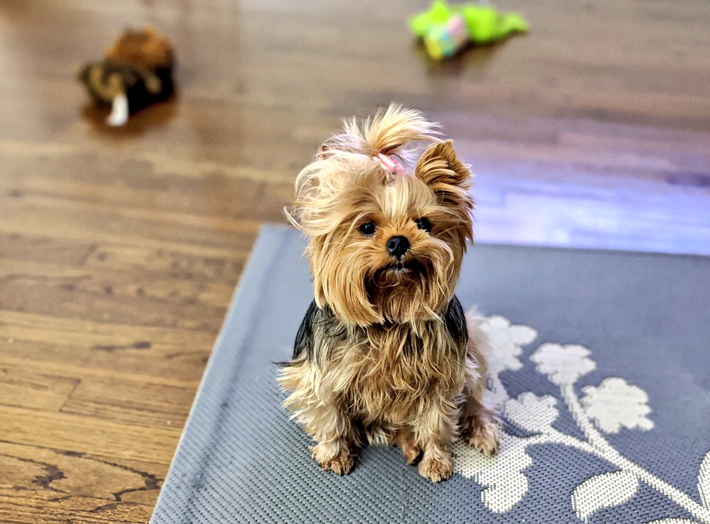 EChatsworth's tweet photo. When you've played so hard your bow falls out! 😍 
Connecticut lockdown day 39

#yorkie #yorkshireterrier #thebrassqueen #brassqueen #authorlife #authorbuddy #cutedog #StayHome https://t.co/MzwRGXSdHi