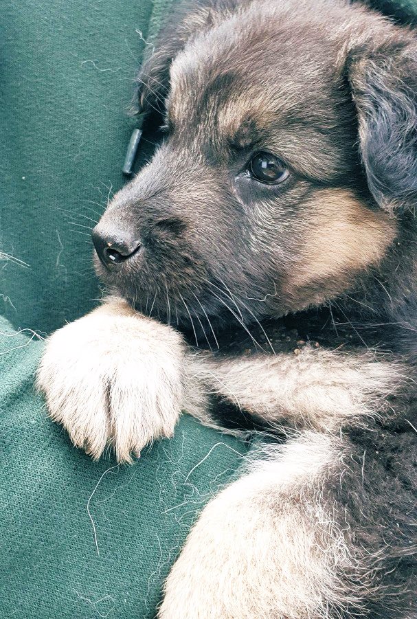 KipropElijah's tweet photo. Named her Baszler after @QoSBaszler coz of her raw ferocity #dogs #puppy #dogsoftwitter https://t.co/PmfSei8jIB
