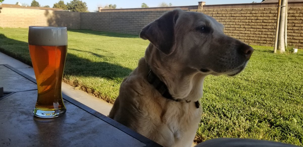 first_tactical's tweet photo. @blckriflecoffee @DamnRaht My boy Blue and a brew! #yardworkdone #homebrew #yellowlab https://t.co/IHy0J8HPmF