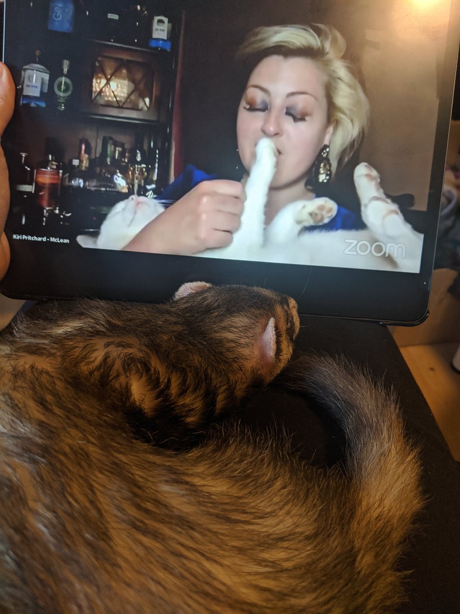 BeckieCalvert9's tweet photo. Mr Snuffles watching @kiripritchardmc doing #CovidArms I'm particularly happy with what I caught on the screen 😂 https://t.co/3qpC7NUSmL