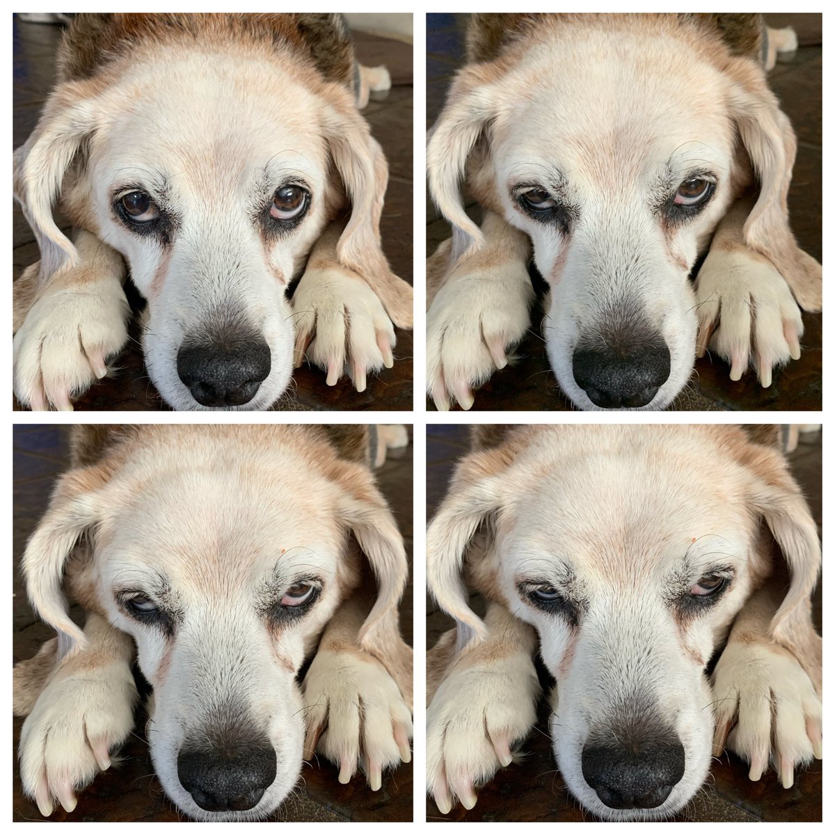 Calormom's tweet photo. What are you talking about? I’m not sleeeeepy. 🐶🤣❤️😴🥱 #beagle #DogsOfQuarantine #cali #seniorbeagle #alwaysnapping https://t.co/0oAeMEmOm9