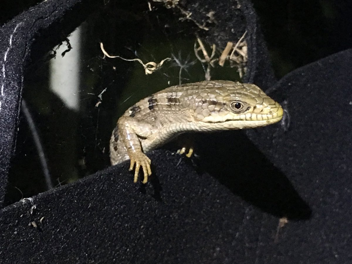 This Snakey looking fellow is an alligator lizard, who seems to be living in our tomatoes. And apparently, every night this week, has been feasting on drunken pill bugs, washing it down with Coors, and dragging the cups into the blueberries for dessert.