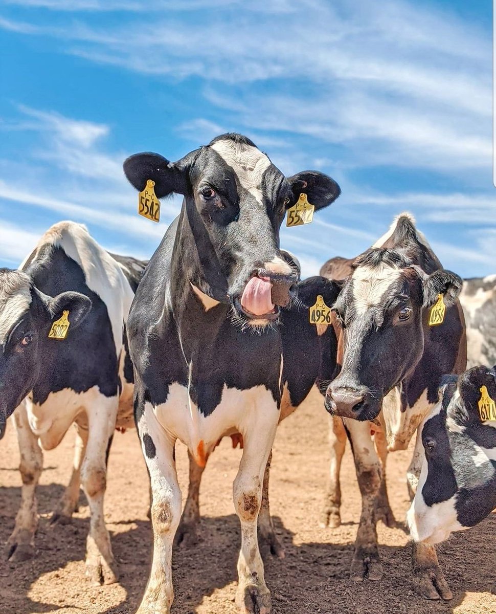 Veteriner Hekimler olmazsa ne mi olur? Kisaca;
Tüberküloz, şarbon, brucella, kuduz vb hastalıklardan ölürsünüz?
Ne yediginizi hiç bir zaman bilemezsiniz?
Dünya Koyun, tavuk, sığır vb. varlığını salgınlar sebebi ile  kaybeder ?    #DünyaVeterinerHekimlerGünü