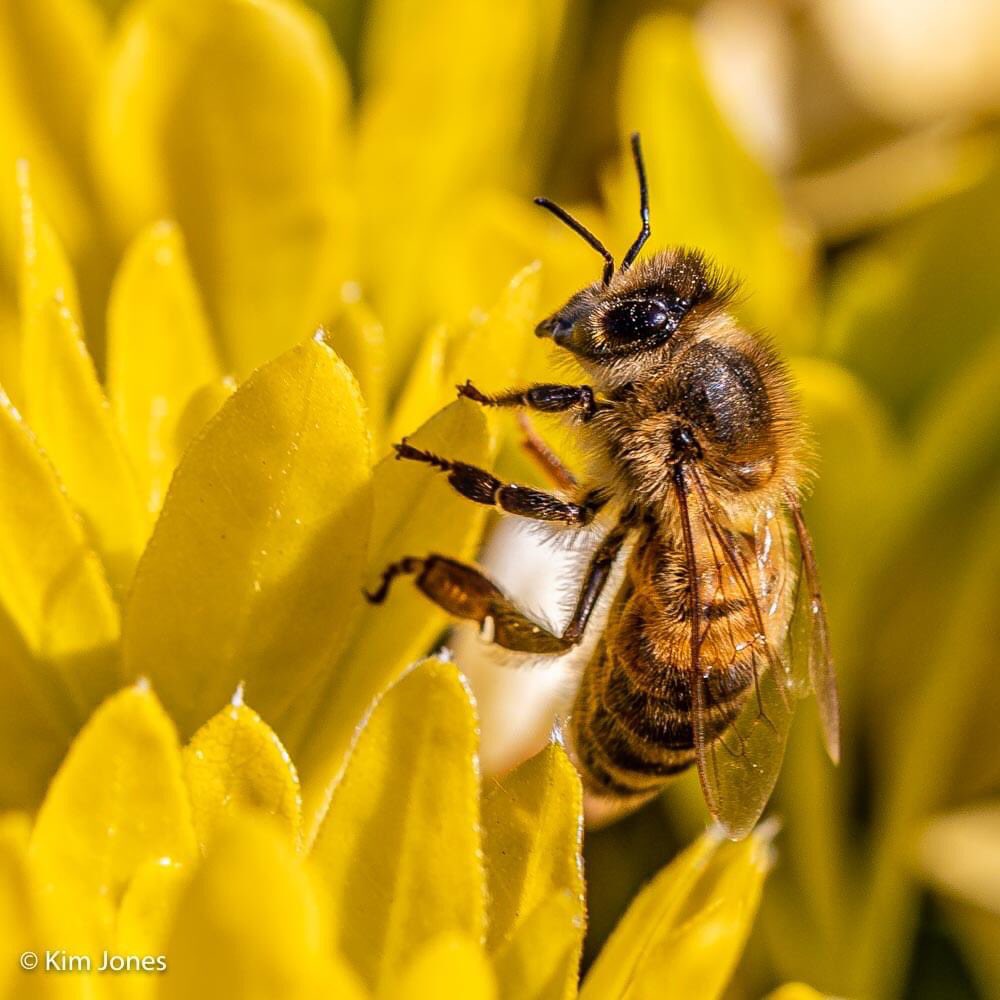 kim_cm1's tweet photo. Bee on a choisya

@CanonUKandIE @BBCSpringwatch @RSPBEngland #canonstories #lovebees #macrophotography #canonphotography #1dxii https://t.co/T5C9z6Bkud