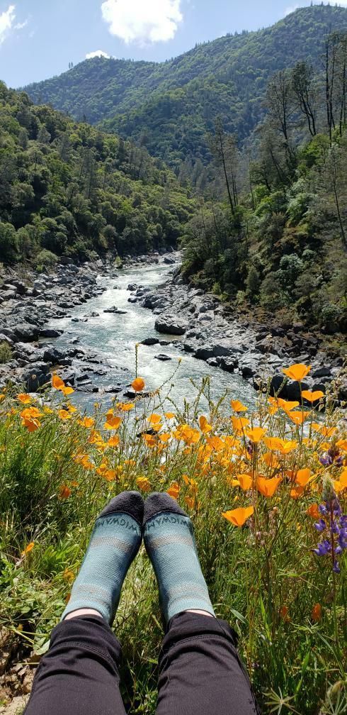 Solo walking and enjoying the wildflowers in this beautiful backyard in Northern CA.  📸Cathy Kennedy  #SocialDistancing #wildflowers