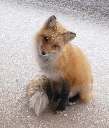 🦊