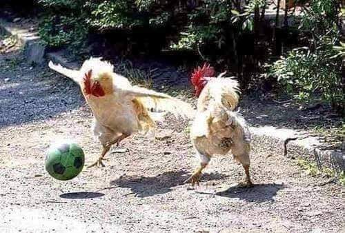 Ismael_CC99's tweet photo. Día 35 de la cuarentena:

Les enseñé a mis gallinas a jugar fútbol, la que pierda la hago caldo https://t.co/42WsJNUSBo