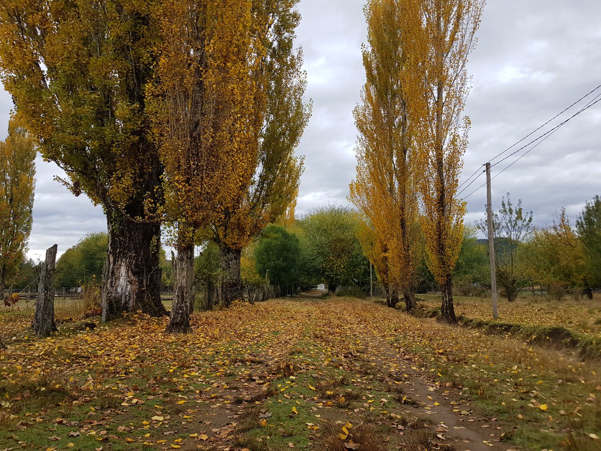 puconsale's tweet photo. Laguna camino a las termas hoy en #Araucania #Otoño https://t.co/ffsw6WCr2g